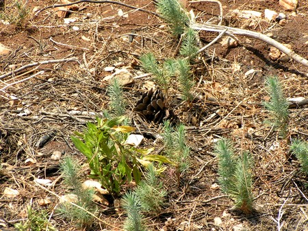 Young cedars. Photo: KKL-JNF Photo Archive